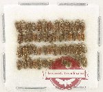 Heteroceridae Scientific lot no. 21 (55 pcs)