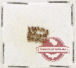 Hydrophilidae Scientific lot no. 344 (21 pcs)