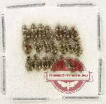 Hydrophilidae Scientific lot no. 349 (21 pcs)