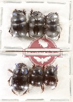 Scientific lot no. 966 Coprophaga (6 pcs)