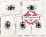 Scientific lot no. 957 Coprophaga (Onthophagus spp.) (5 pcs)