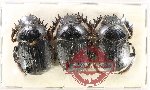 Scientific lot no. 952 Coprophaga (Scarabaeus sp.) (3 pcs A-)
