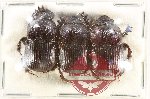 Scientific lot no. 958 Coprophaga (Onitis sp.) (3 pcs)