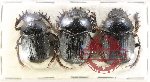 Scientific lot no. 954 Coprophaga (Scarabaeus sp.) (3 pcs A-)