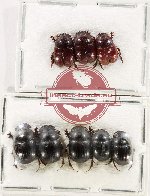 Scientific lot no. 965 Coprophaga (8 pcs)