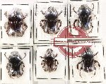 Scientific lot no. 963 Coprophaga (Onitis spp.) (6 pcs)