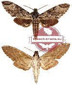 Psilogramma kleineri