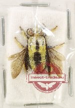 Xylocopa sp. 30 (A-)