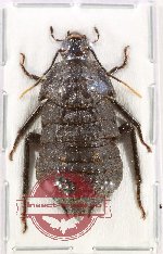 Scientific lot no. 125 Blattodea (1 pc)