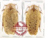 Scientific lot no. 127 Blattodea (2 pcs)