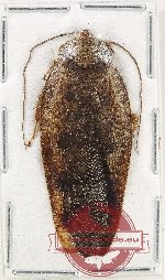 Blattodea sp. 57