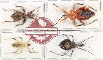Scientific lot no. 1429 Heteroptera (Reduviidae) (4 pcs)