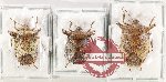 Scientific lot no. 1426 Heteroptera (Pentatomidae) (3 pcs - 2 pcs A2)
