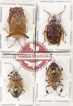 Scientific lot no. 1425 Heteroptera (Pentatomidae) (4 pcs A, A-, A2)