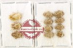 Scientific lot no. 1433 Heteroptera (Pentatomidae) (11 pcs A, A-, A2)