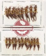 Scientific lot no. 148 Dermaptera (20 pcs)