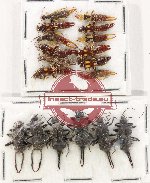 Scientific lot no. 141 Dermaptera (18 pcs)