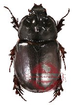 Dipelicus tuberosus (A-)