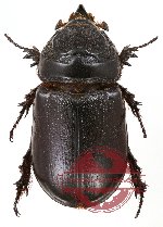 Oryctes rhinoceros (2 m, 1 f)