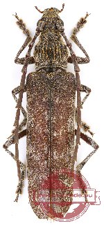 Rhytidodera griseofasciata Pic, 1912