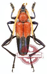 Pachyteria equestris