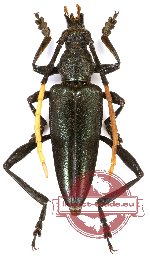 Pachyteria loebli
