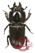 Figulus sp. 13 (10 pcs A-/A2)