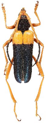 Schmidtiana heyrovskyi