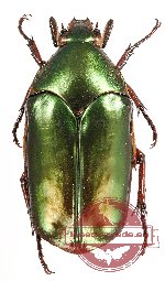 Agestrata augusta ssp. 1 (A2)