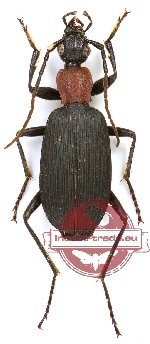 Galerita (s.str.) collaris