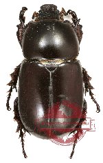 Oryctoderus latitarsis (5 pcs)