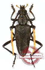 Pachyteria melancholica