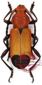 Euryphagus lundii (4 pairs)