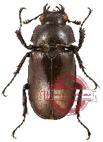 Prismognathus siniaevi (A2)