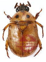 Parastazia exophtalma