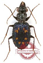 Pericalus (s.str.) baehri Fedorenko, 2017 (A2)