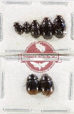 Hydrophilidae Scientific lot no. 359 (7 pcs)