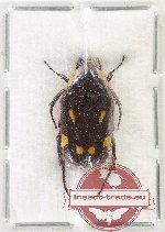 Chlorobapta goerlingi