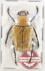 Hemichnoodes nigriceps