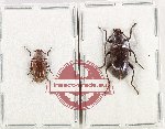 Scientific lot no. 507 Tenebrionidae (2 pcs)