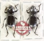 Scientific lot no. 503 Tenebrionidae (2 pcs A2)