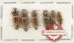 Scientific lot no. 258 Elateridae (6 pcs)