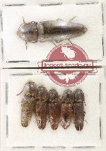 Scientific lot no. 259 Elateridae (6 pcs)
