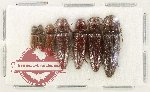 Scientific lot no. 260 Elateridae (7 pcs)