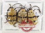 Scientific lot no. 657 Chrysomelidae (3 pcs)