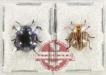 Scientific lot no. 654 Chrysomelidae (2 pcs)