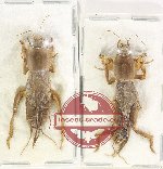Scientific lot no. 79 Orthoptera (Gryllotalpidae) (2 pcs)