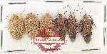 Scientific lot no. 1475 Heteroptera (6 pcs)