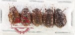 Scientific lot no. 281 Melolonthinae (5 pcs)