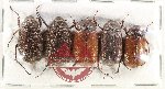 Scientific lot no. 270 Melolonthinae (5 pcs)